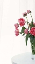 Descargar la imagen Flores,Bouquets,Naturaleza muerta,Plantas para celular gratis.