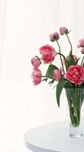 Descargar la imagen Plantas,Flores,Peonías,Bouquets para celular gratis.