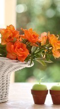 Descargar la imagen Plantas,Flores,Bouquets,Velas para celular gratis.