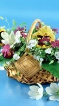 Descargar la imagen Vacaciones,Plantas,Flores,Bouquets para celular gratis.