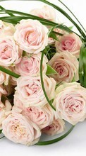 Descargar la imagen Vacaciones,Plantas,Flores,Roses,Bouquets para celular gratis.