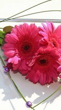 Descargar la imagen 1024x768 Plantas,Flores,Bouquets para celular gratis.