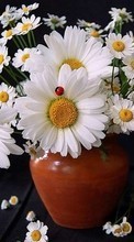 Descargar la imagen Bouquets,Flores,Plantas para celular gratis.
