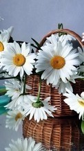 Bouquets,Flores,Plantas,Camomila para Sony Xperia Miro ST23i