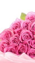 Plantas,Flores,Roses,Bouquets para Samsung Galaxy S21