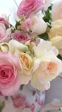 Plantas,Flores,Roses,Bouquets para Samsung Galaxy TREND