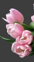 Descargar la imagen Bouquets,Plantas,Flores,Tulipanes para celular gratis.
