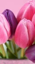 Descargar la imagen Plantas,Flores,Tulipanes,Bouquets para celular gratis.