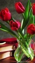 Descargar la imagen Bouquets,Flores,Plantas,Tulipanes para celular gratis.