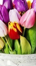 Descargar la imagen Bouquets,Flores,Plantas,Tulipanes para celular gratis.