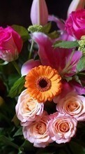 Descargar la imagen Bouquets,Flores,Animales para celular gratis.