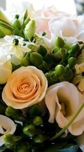 Descargar la imagen Bouquets,Plantas,Roses para celular gratis.