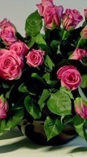 Bouquets,Plantas,Roses
