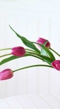 Descargar la imagen Plantas,Tulipanes,Bouquets para celular gratis.