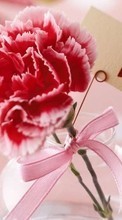 Descargar la imagen Vacaciones,Plantas,Flores,Corazones,Amor,Día de San Valentín,Claveles para celular gratis.
