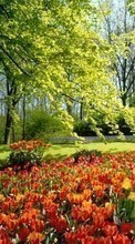 Descargar la imagen 320x480 Plantas,Paisaje,Flores,Árboles,Tulipanes para celular gratis.