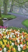 Descargar la imagen Flores,Árboles,Paisaje,Tulipanes para celular gratis.
