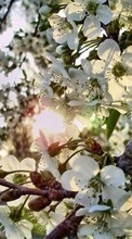 Plantas,Flores,Árboles para OnePlus Nord