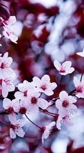 Descargar la imagen Plantas,Flores,Árboles,Sakura para celular gratis.