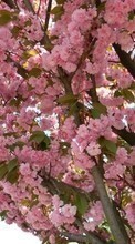 Descargar la imagen Plantas,Flores,Árboles,Sakura para celular gratis.