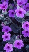 Descargar la imagen Flores,Violeta,Plantas para celular gratis.