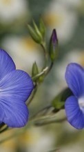 Flores,Violeta,Plantas para Nokia Asha 210