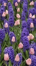 Descargar la imagen 320x480 Plantas,Flores,Fondo,Tulipanes,Jacinto para celular gratis.
