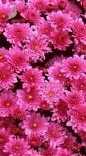 Descargar la imagen Plantas,Flores,Fondo,Crisantemo para celular gratis.