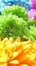 Descargar la imagen Plantas,Flores,Fondo,Crisantemo,Arco iris para celular gratis.