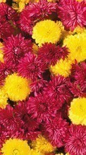 Descargar la imagen 480x800 Plantas,Flores,Fondo,Crisantemo para celular gratis.