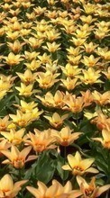 Descargar la imagen 1080x1920 Plantas,Flores,Fondo para celular gratis.