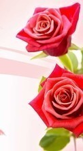 Descargar la imagen Flores,Fondo,Plantas,Roses para celular gratis.
