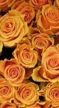 Descargar la imagen Plantas,Flores,Fondo,Roses para celular gratis.