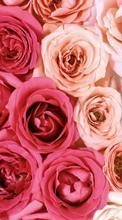 Descargar la imagen 320x480 Plantas,Flores,Fondo,Roses para celular gratis.