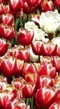 Descargar la imagen Plantas,Flores,Fondo,Tulipanes para celular gratis.