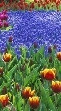 Plantas,Flores,Fondo,Tulipanes para HTC Desire 700