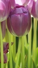 Descargar la imagen Plantas,Flores,Fondo,Tulipanes para celular gratis.