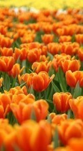 Plantas,Flores,Fondo,Tulipanes para Sony Ericsson K530