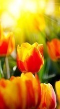 Descargar la imagen Tulipanes,Flores,Fondo para celular gratis.