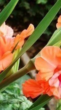 Descargar la imagen 1080x1920 Plantas,Flores,Gladiolo para celular gratis.
