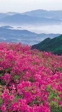 Descargar la imagen Flores,Montañas,Paisaje para celular gratis.
