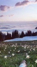 Plantas,Paisaje,Flores,Montañas,Nieve para BlackBerry Tour 9630