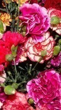 Descargar la imagen Flores,Claveles,Plantas para celular gratis.
