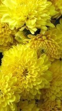 Descargar la imagen 720x1280 Plantas,Flores,Crisantemo para celular gratis.