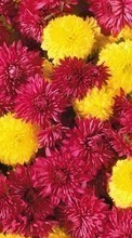 Descargar la imagen 320x240 Plantas,Flores,Crisantemo para celular gratis.
