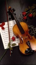 Descargar la imagen Música,Flores,Roses,Instrumentos,Objetos,Violines para celular gratis.