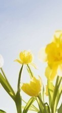 Descargar la imagen Plantas,Flores,Tulipanes,Clear Sky para celular gratis.