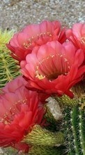 Descargar la imagen Plantas,Cactus,Flores para celular gratis.