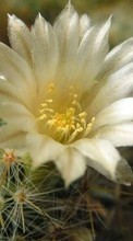 Descargar la imagen Flores,Cactus,Plantas para celular gratis.