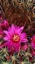 Descargar la imagen Plantas,Cactus,Flores para celular gratis.